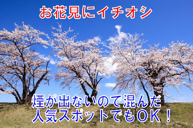 お花見にピッタリなので、桜満開の写真。