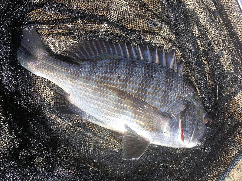 ビギナーズラックで釣り上げたクロダイ27cm